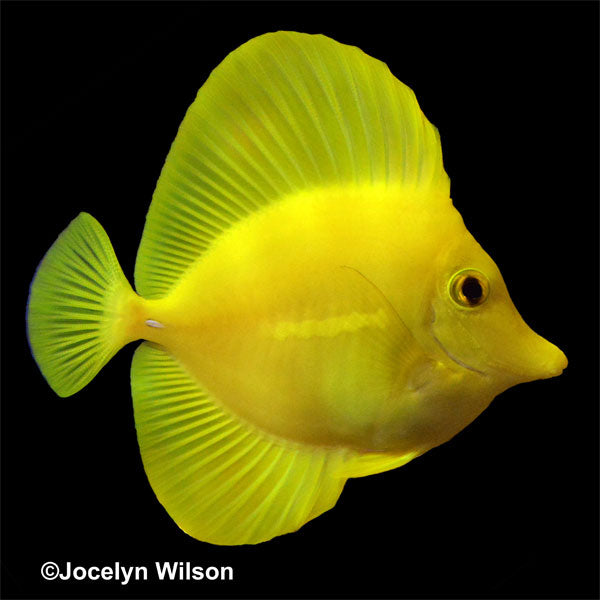Yellow tang adoption