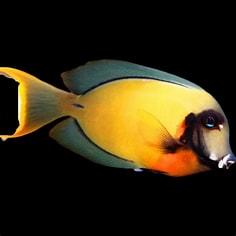 choccolate tang ..adoption