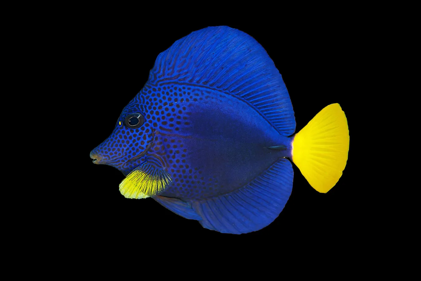 Purple tang adoption