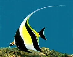 moorish idol  adoption