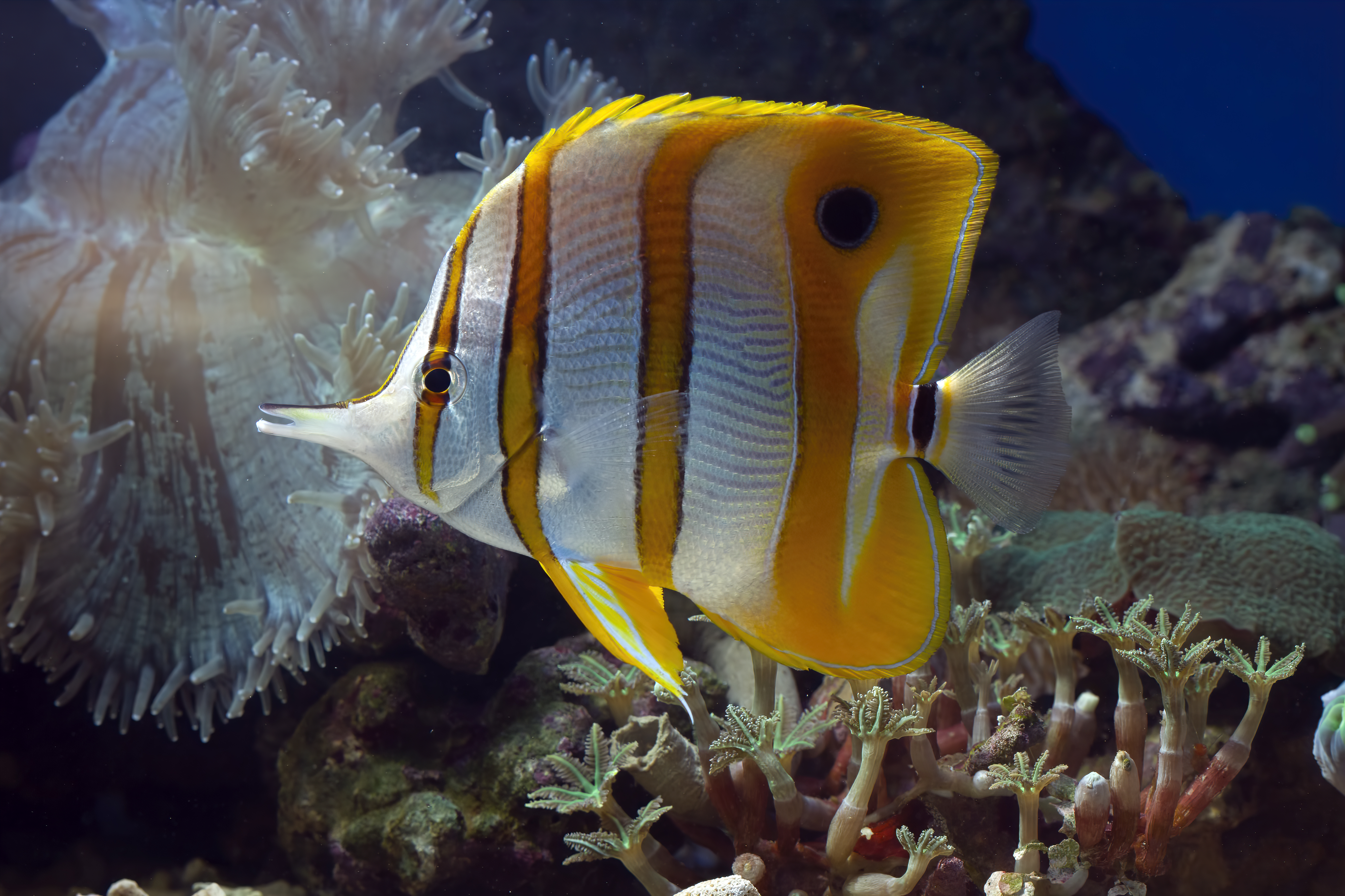 Copperband Butterflyfish adoption