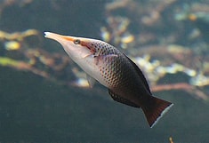 Hawaian Bird wrasse adoption