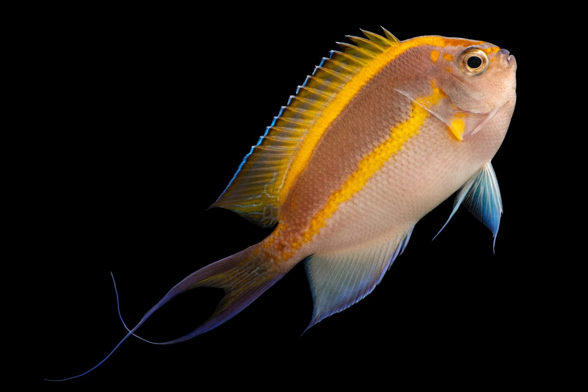 Bellus angelfish ..adoption