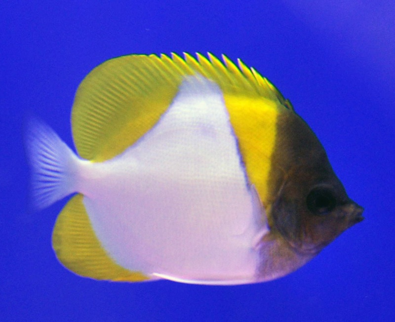 Pyramid Butterflyfish...adoption