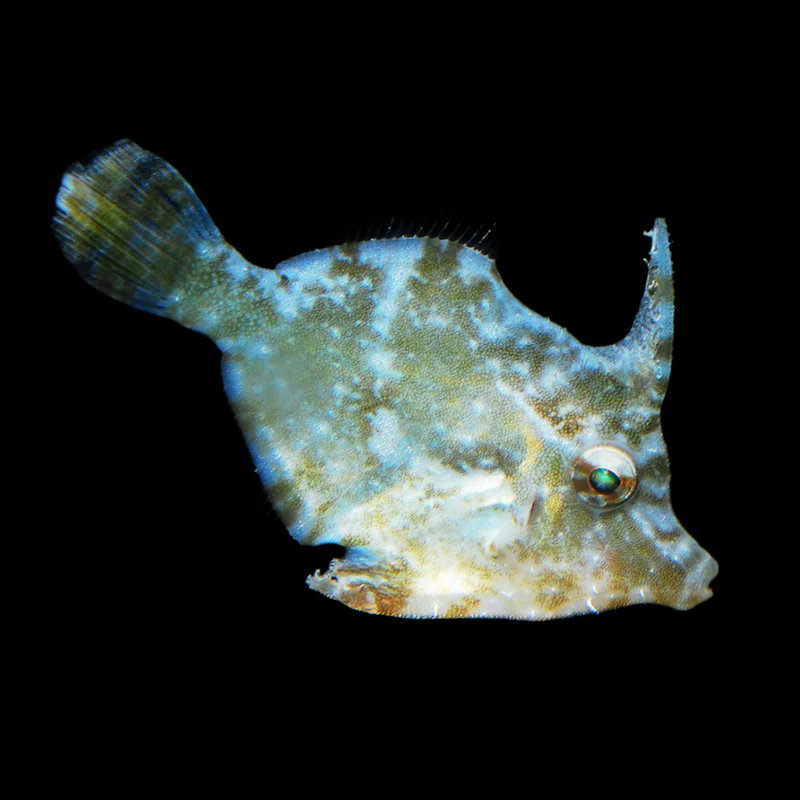 Matted Filefish adoption