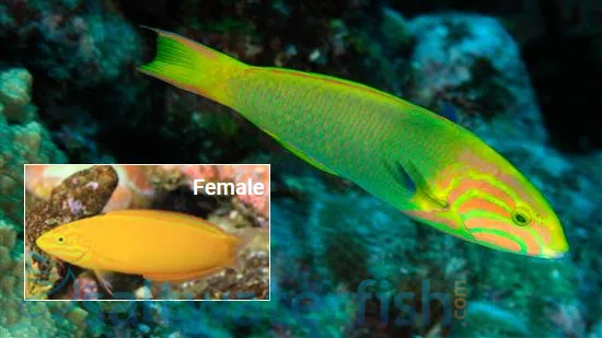 Sunset wrasse - Sunny ...adoption