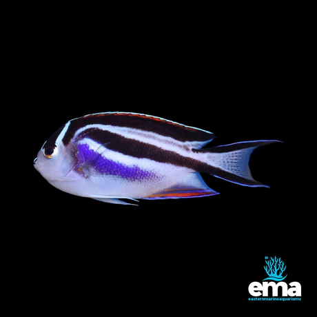 Bellus angelfish ..adoption