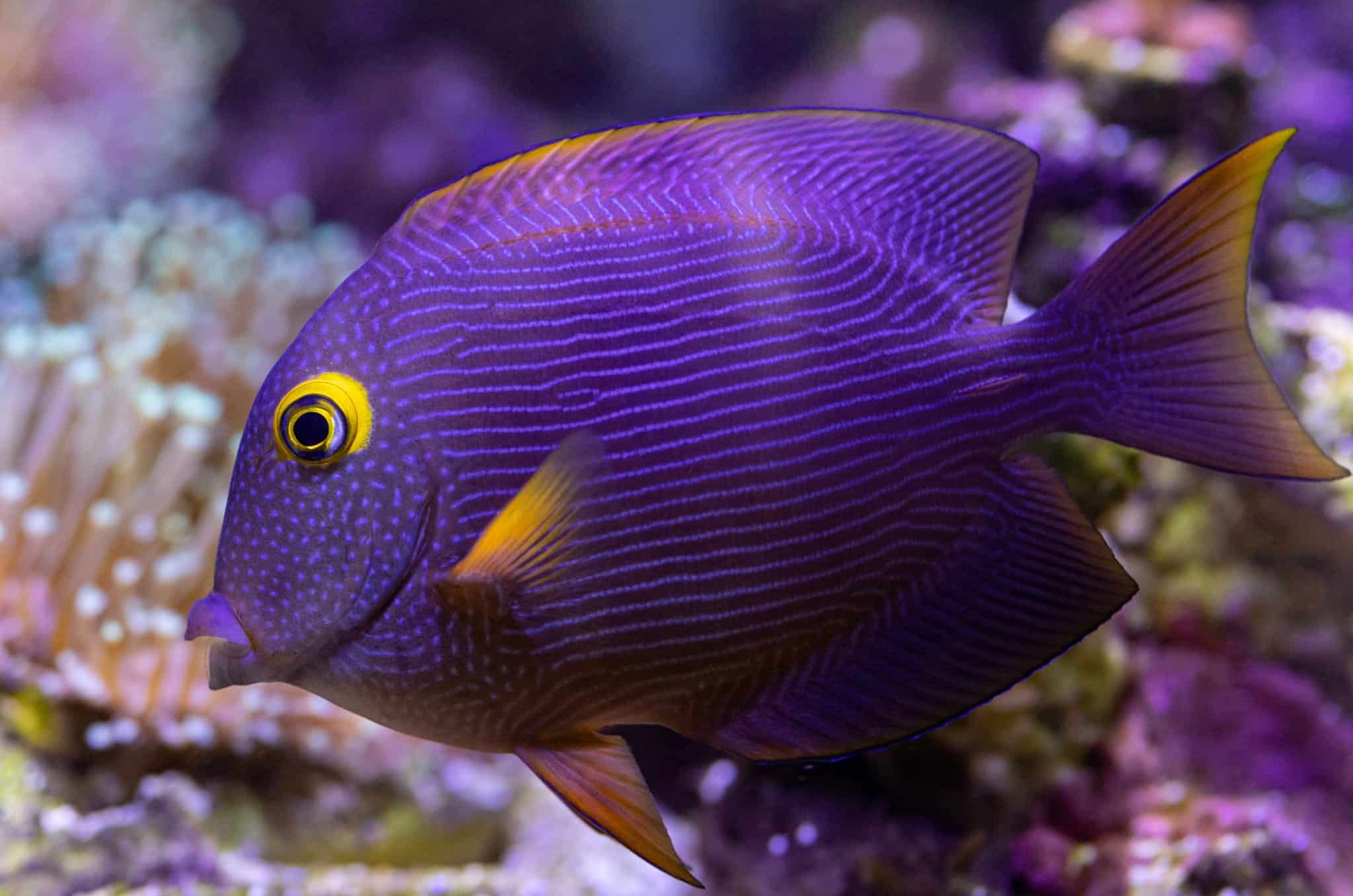 Hawaiian own Yellow eyed Kole Surgeonfish. adoption