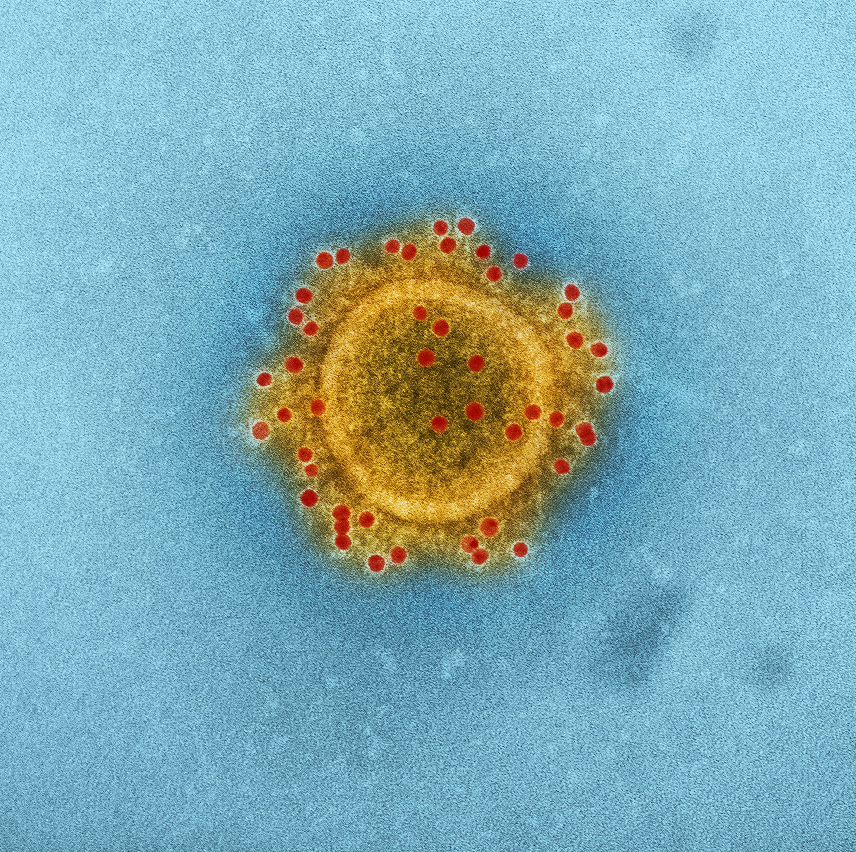 Gut Microbiome Test