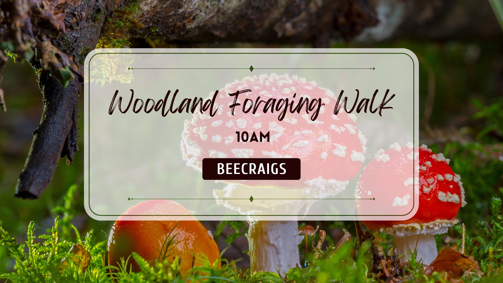Fungi Foraging Walk - 4th October (10am)