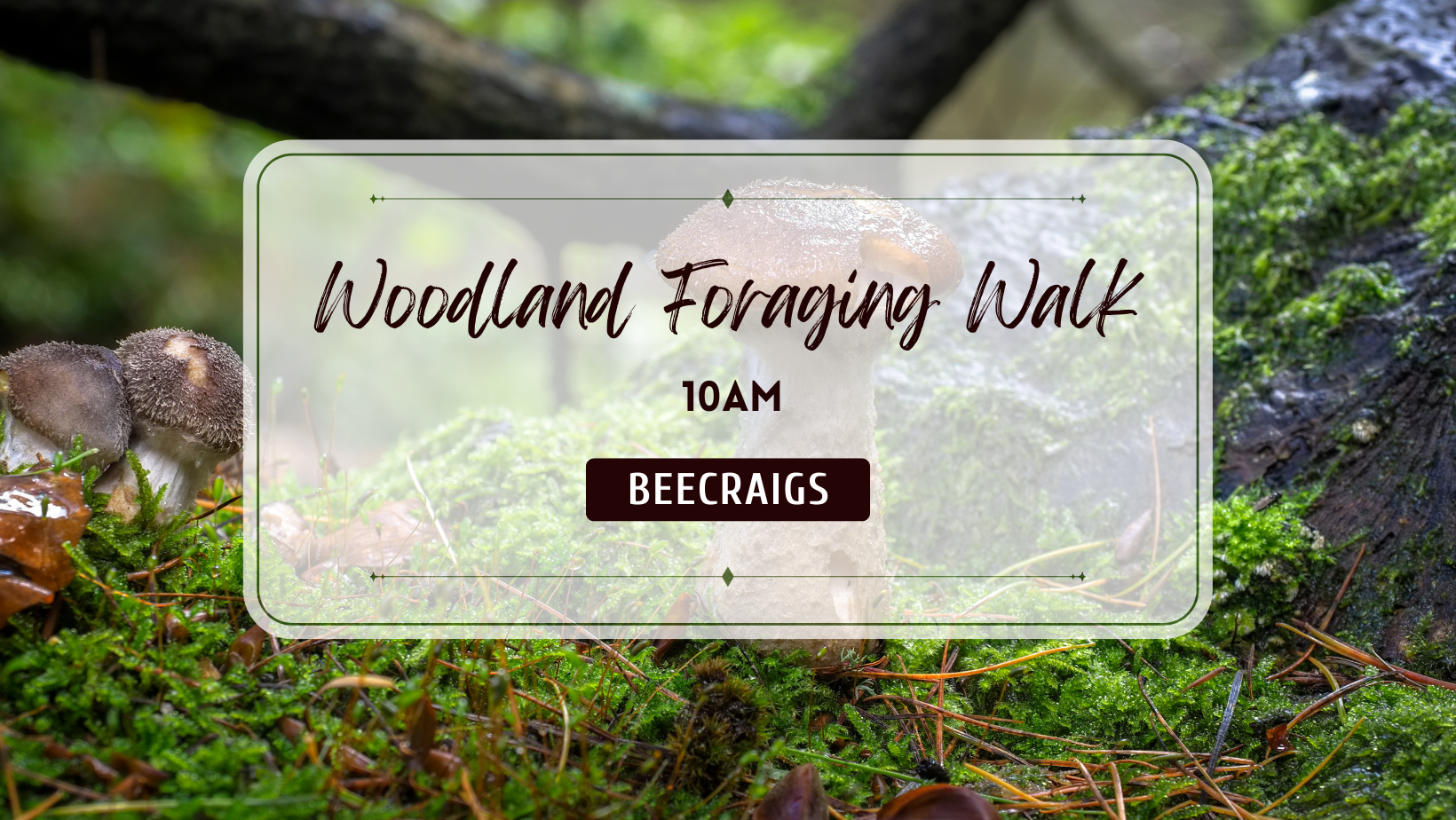 Fungi Foraging Walk - 26th October (10am)