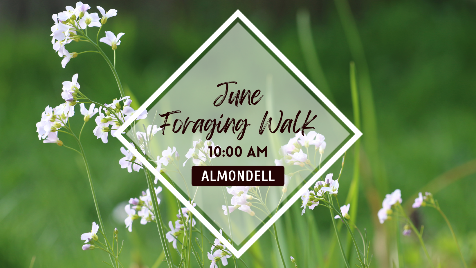 Summer Foraging Walk - 14th June (10am)