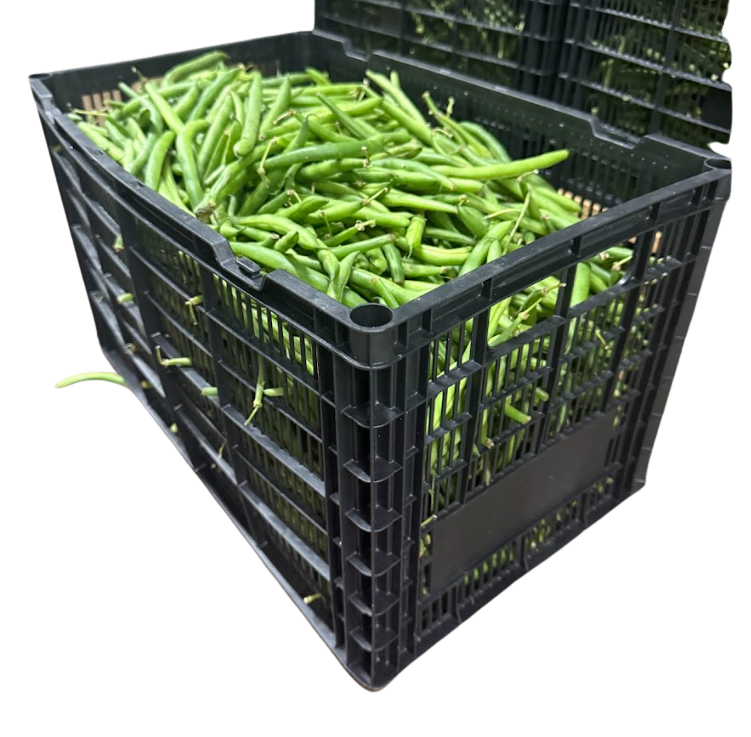 Green Beans(Plastic)