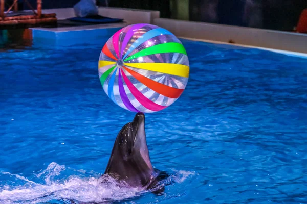 Dubai Dolphinarium
