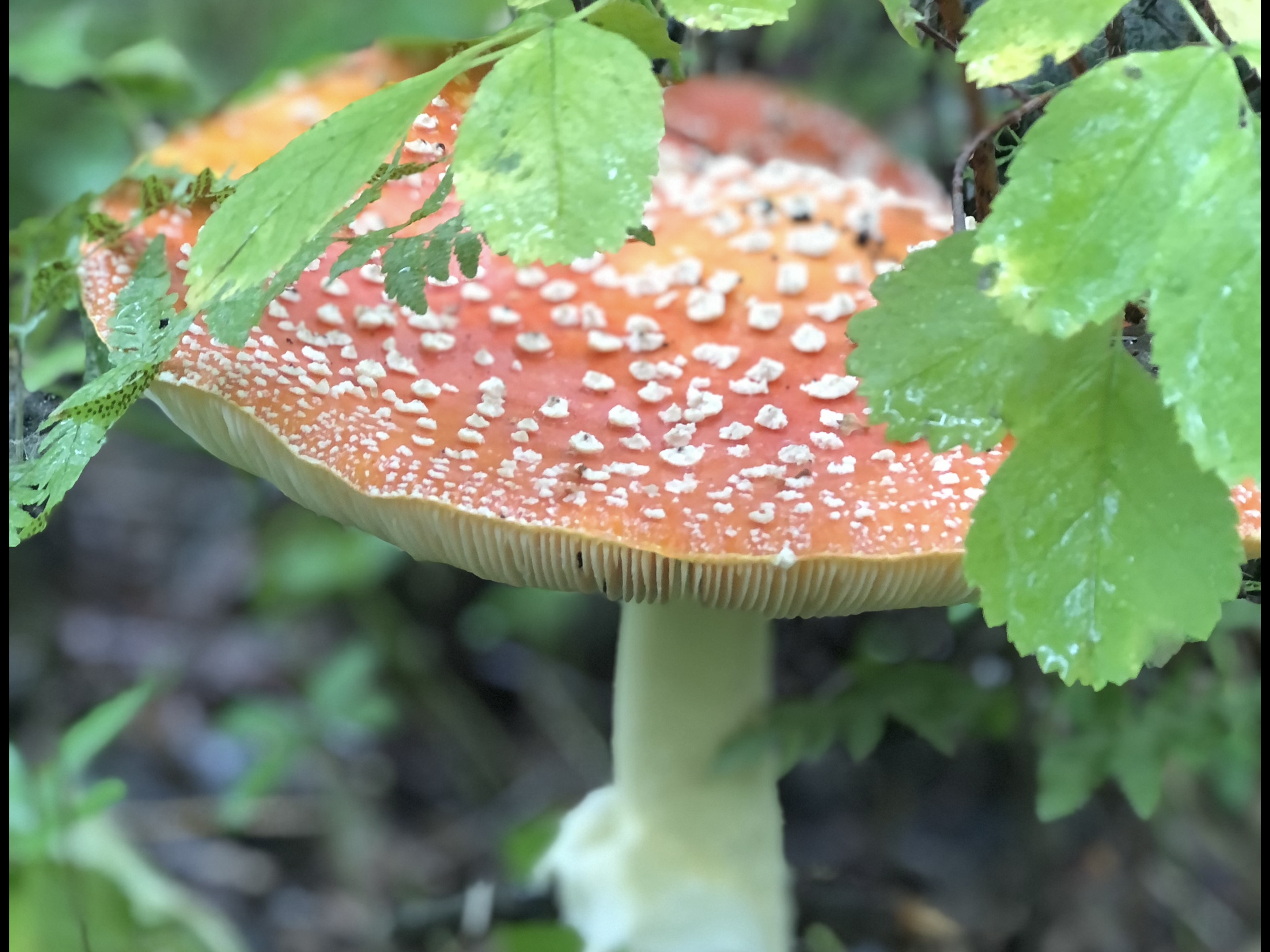 Organic Gourmet Mushroom Supplement-Amanita Muscaria Microdose Capsules- AVAILABLE SEPT 10, 2025