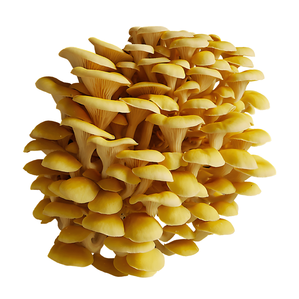 Organic Gourmet Yellow Oysters Mushrooms (Pleurotus citrinopileatus)