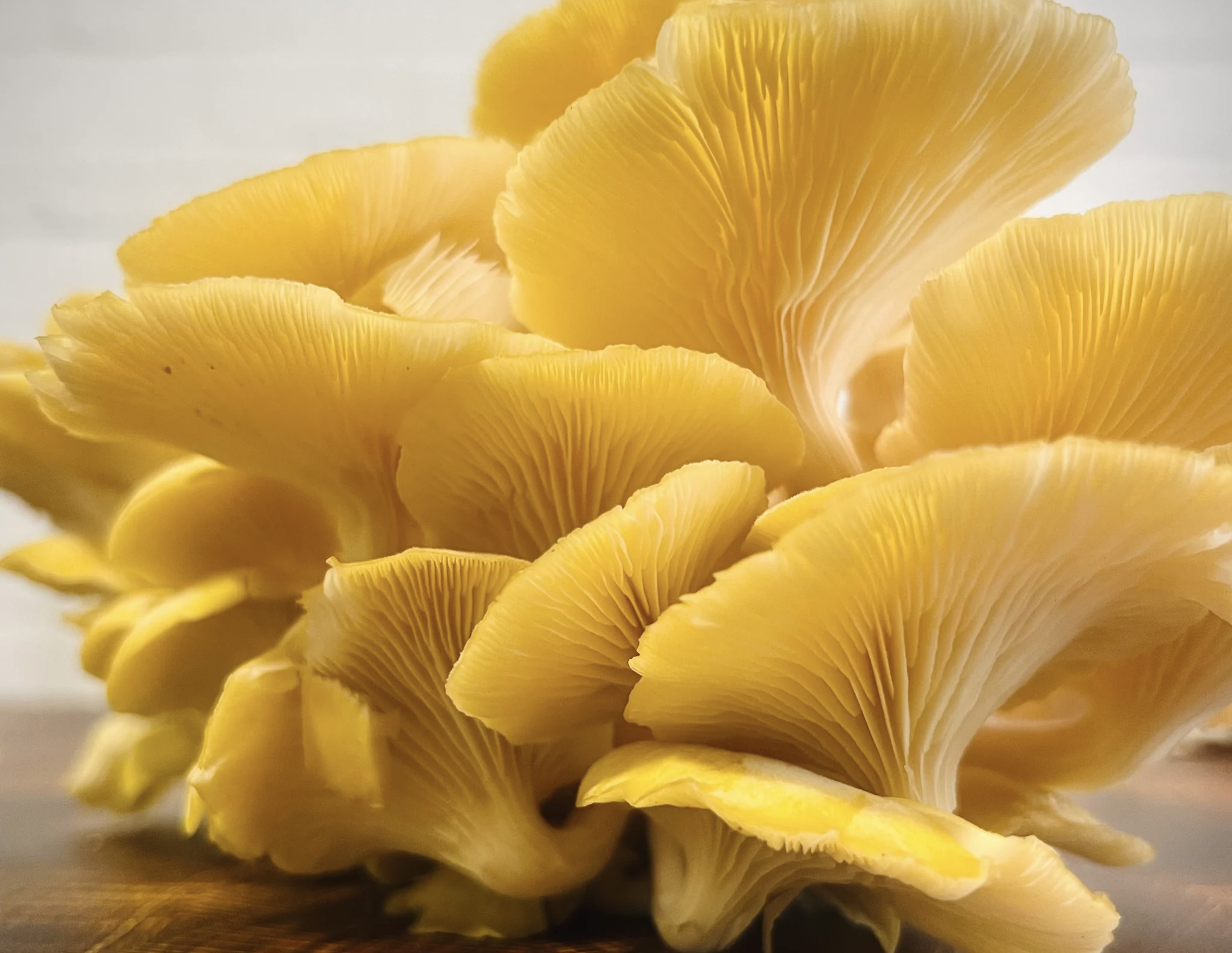 Organic Gourmet Yellow Oysters Mushrooms (Pleurotus citrinopileatus)