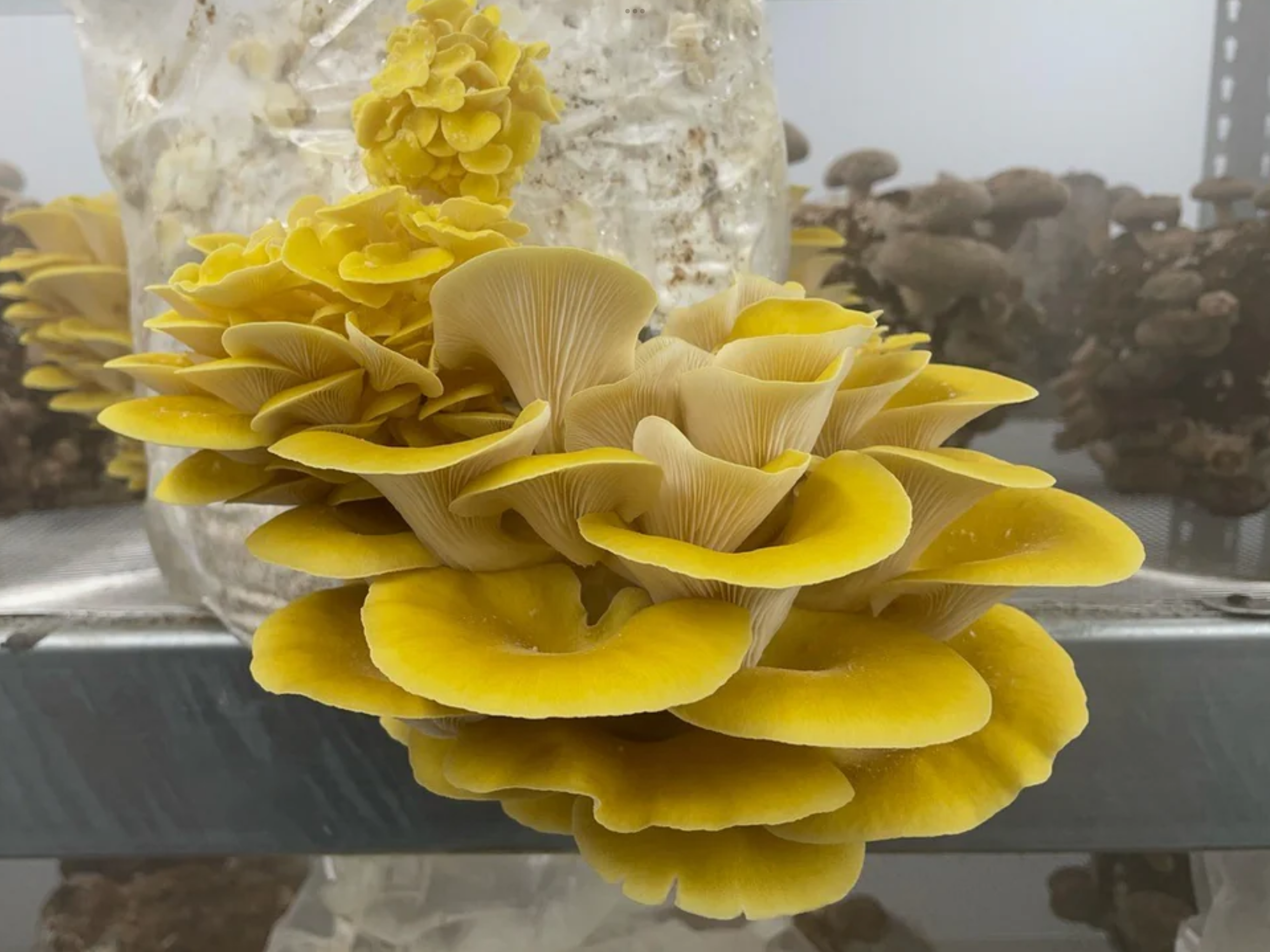 Organic Gourmet Yellow Oysters Mushrooms (Pleurotus citrinopileatus)