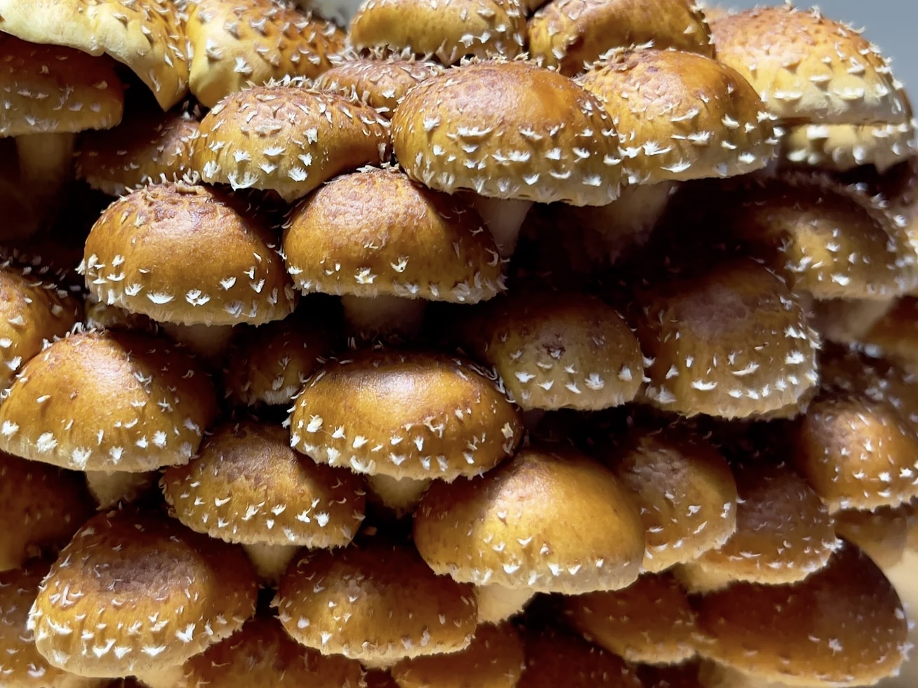 Organic Gourmet Freckled Chestnut Mushrooms