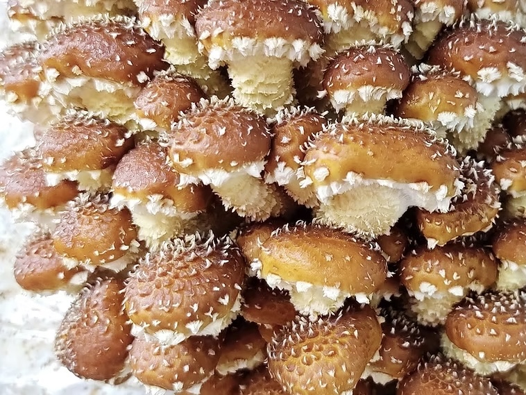 Organic Gourmet Freckled Chestnut Mushrooms 