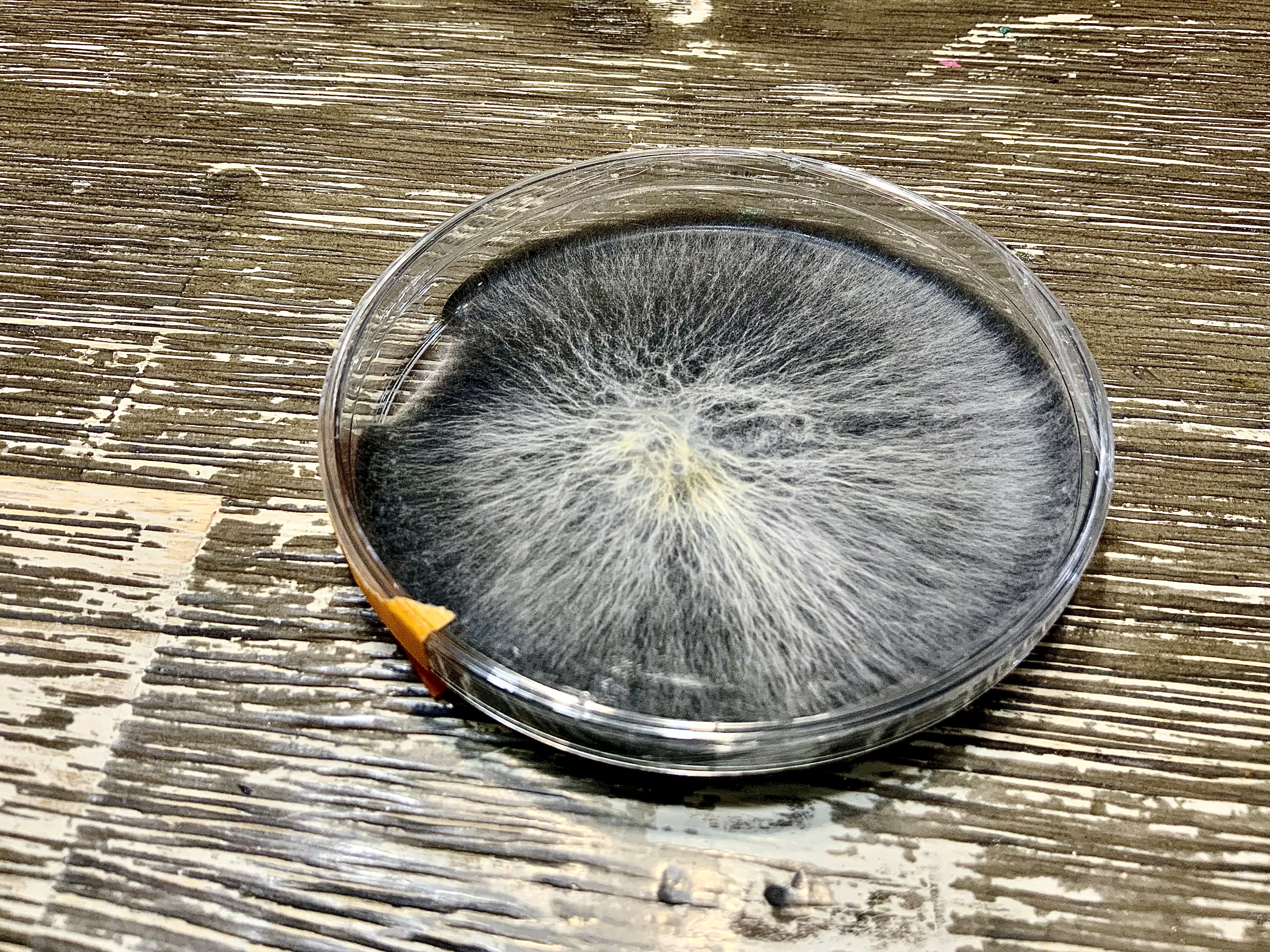 Organic Gourmet Freckled Chestnut Mushrooms 