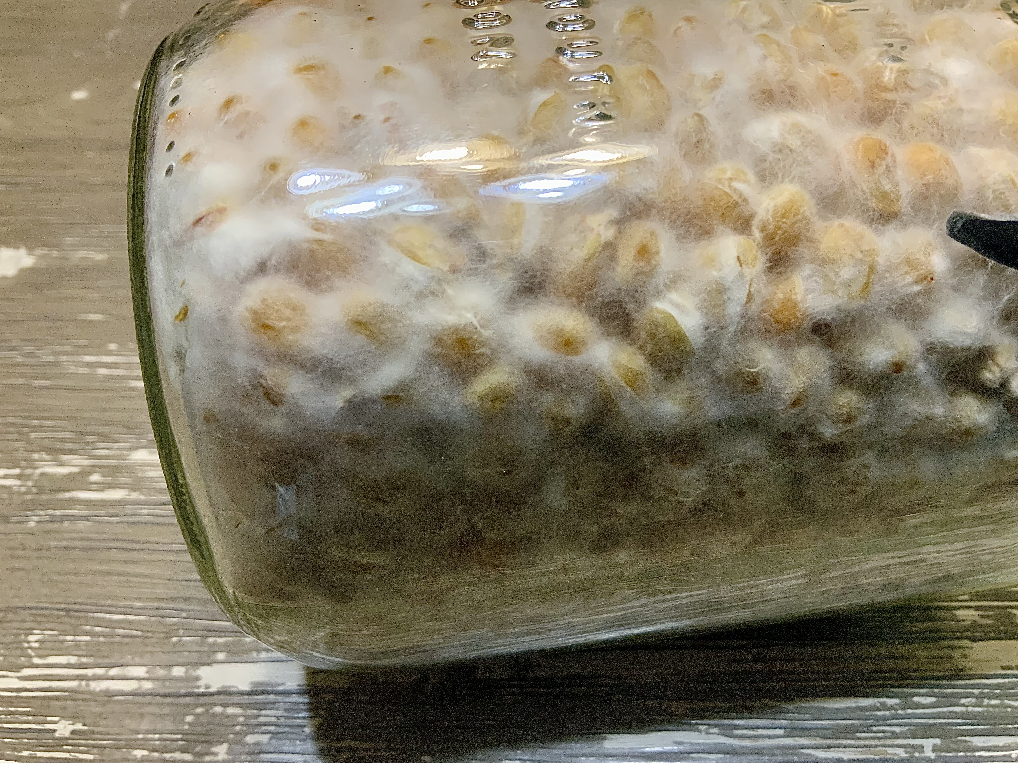 Organic Gourmet Freckled Chestnut Mushrooms 