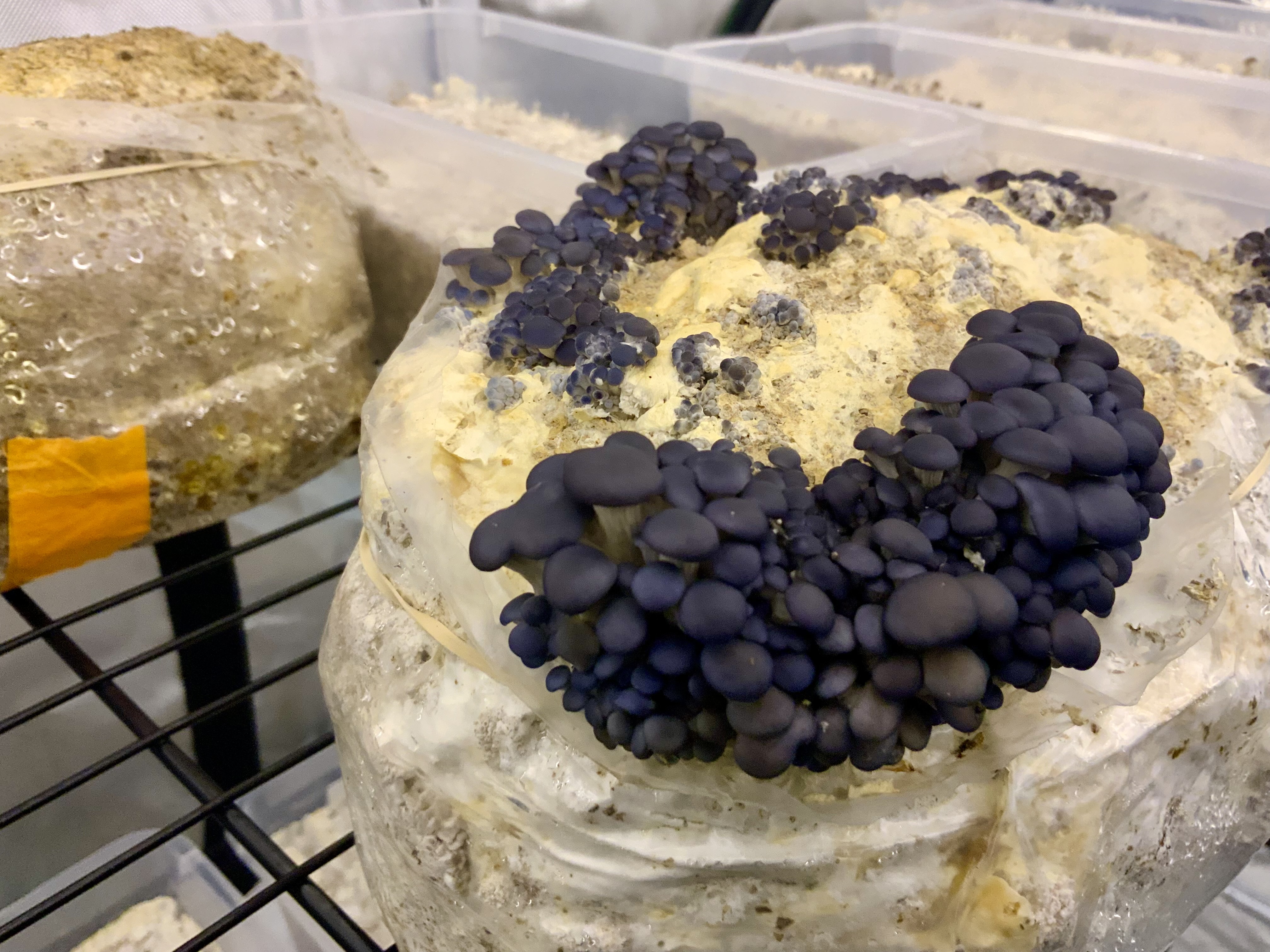 Organic Gourmet Deep Sea Blue Oyster Mushroom Collection