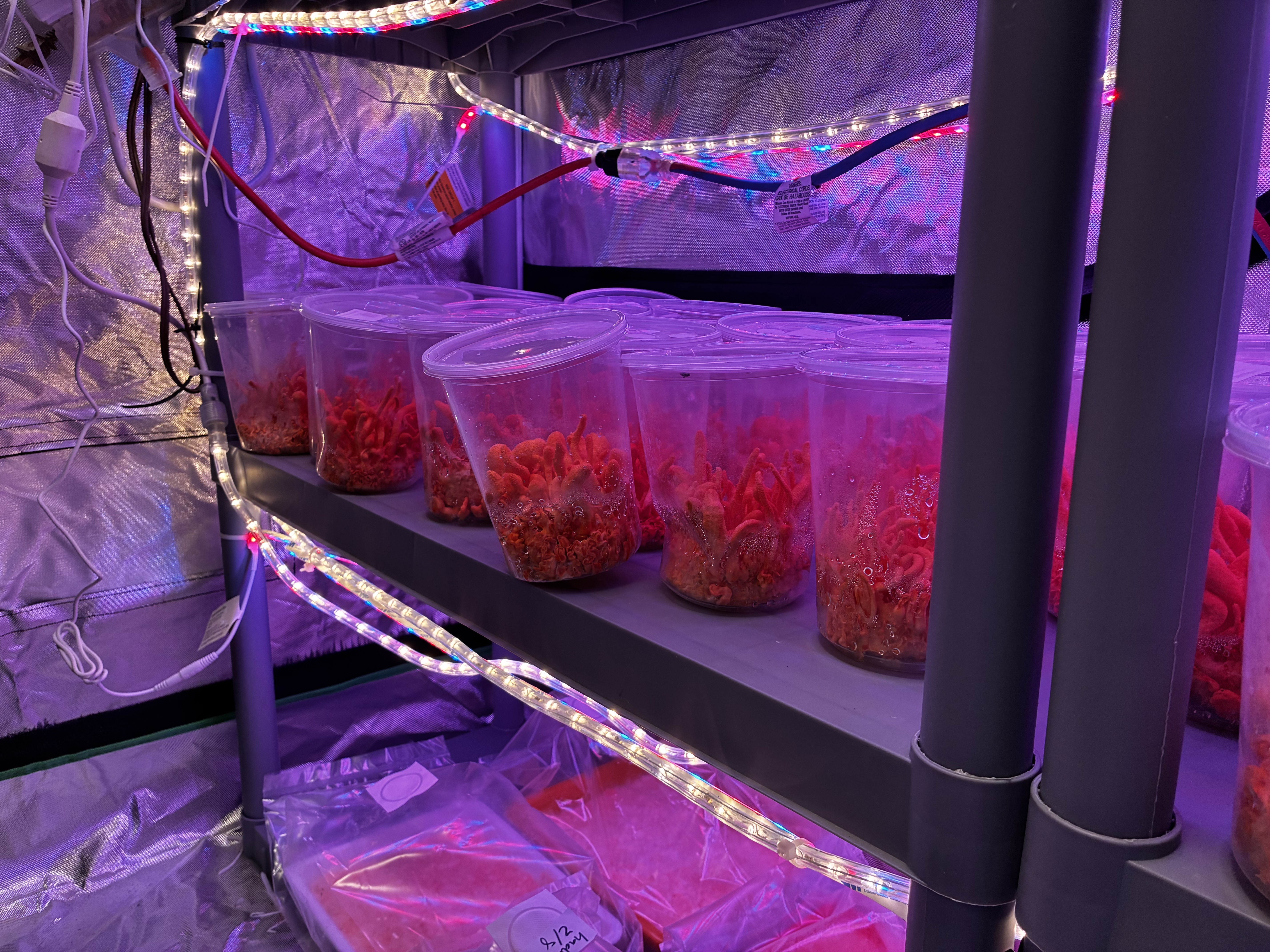 Cordyceps Pre-Workout