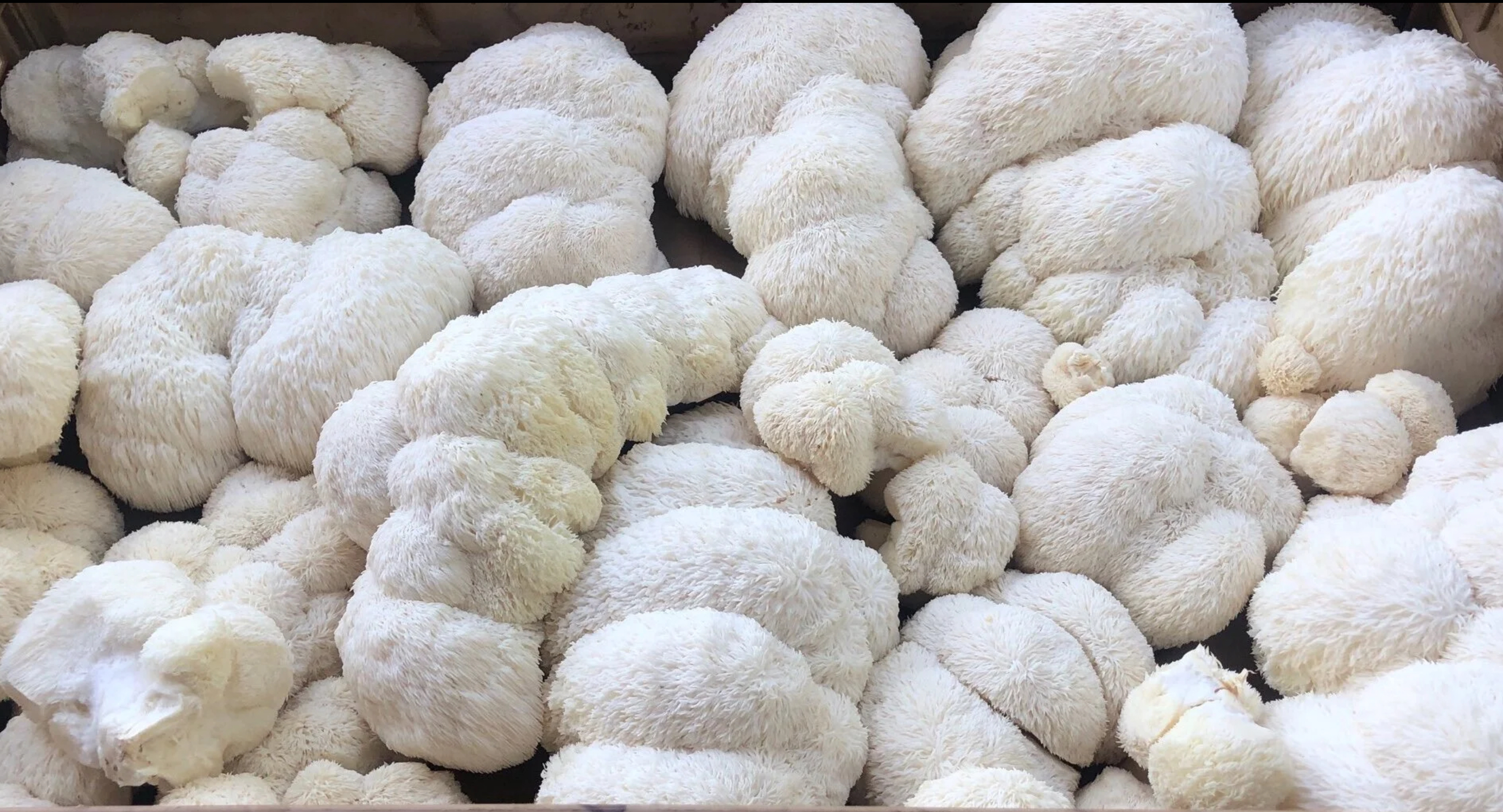 Organic Gourmet Lions Mane Mushroom