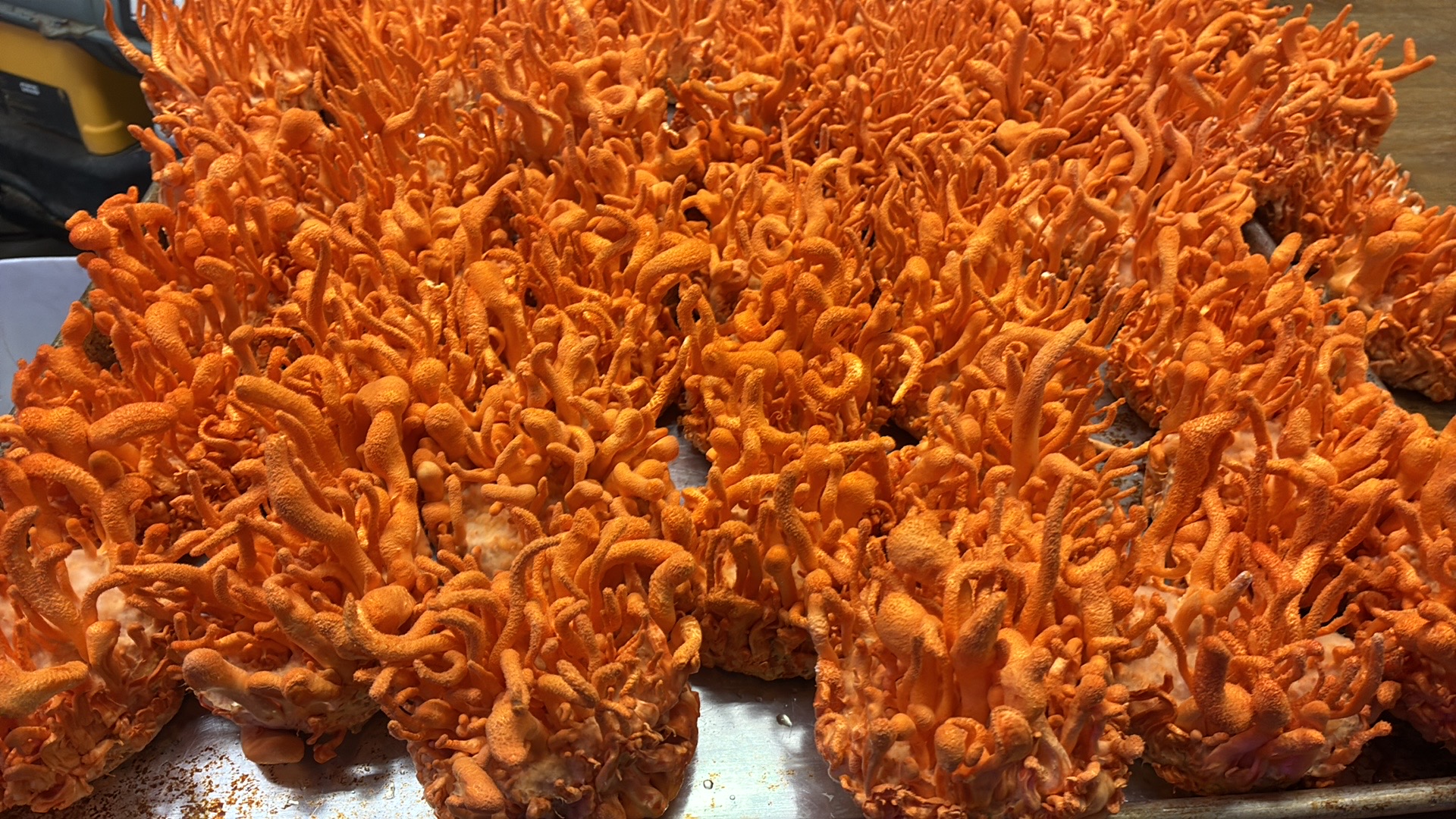 Cordyceps Pre-Workout