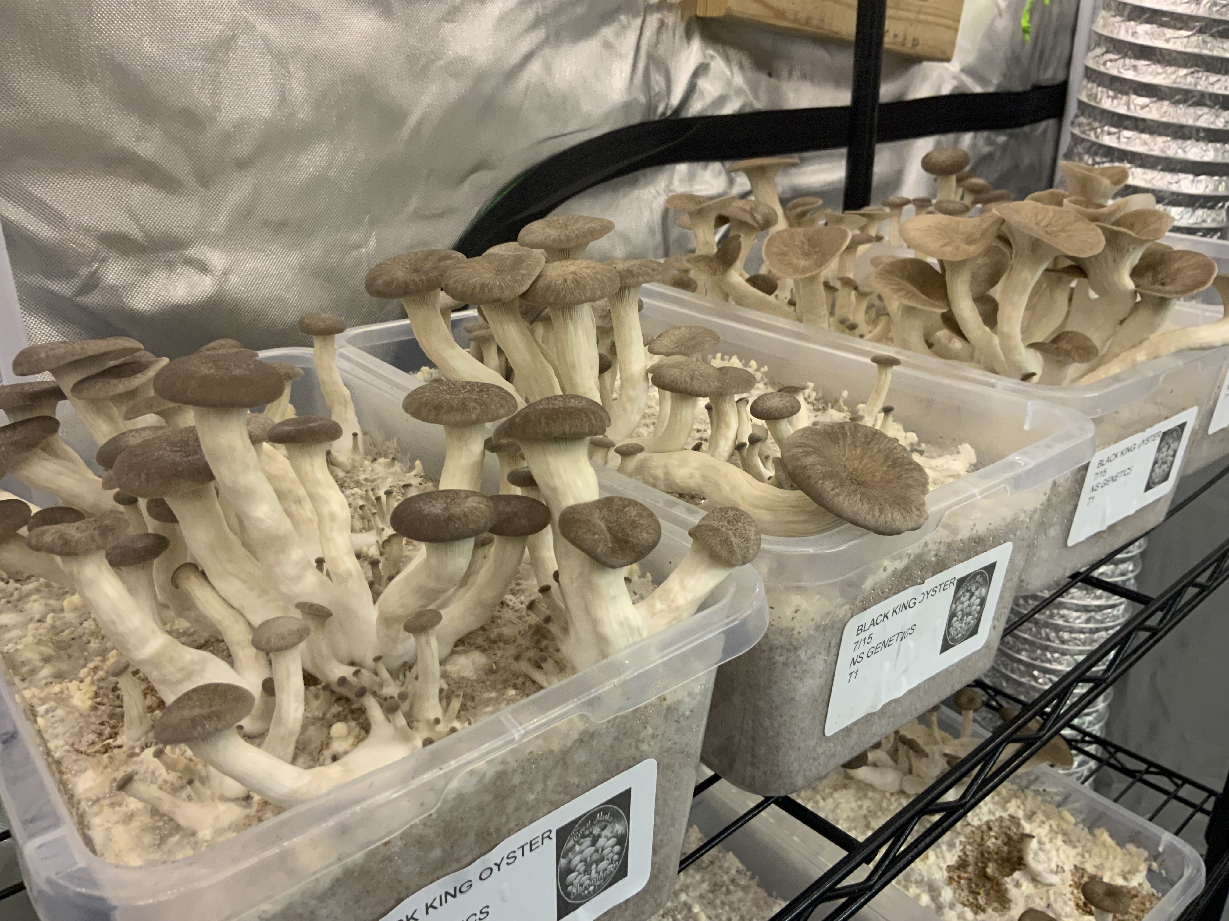 Organic Gourmet Black Pearl King Oyster Mushrooms (Pleurotus ostreatus)