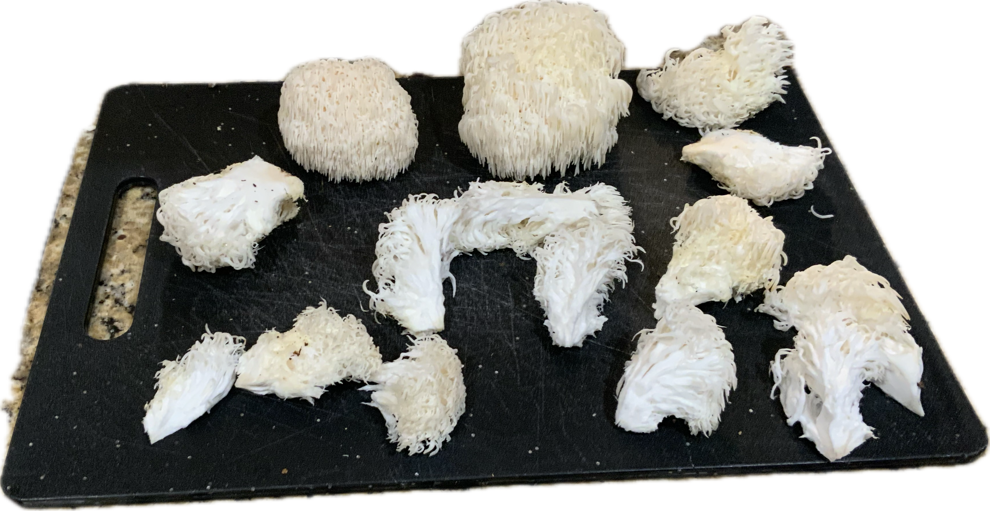 Organic Gourmet Lions Mane Mushroom 