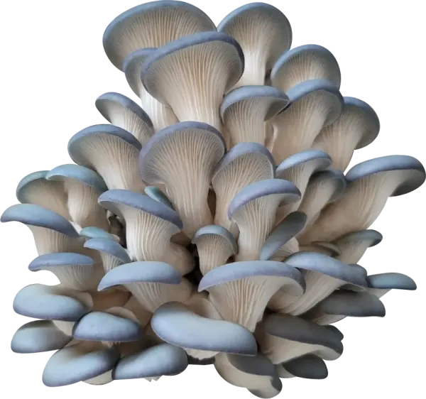 Organic Gourmet Deep Sea Blue Oyster Mushroom Collection