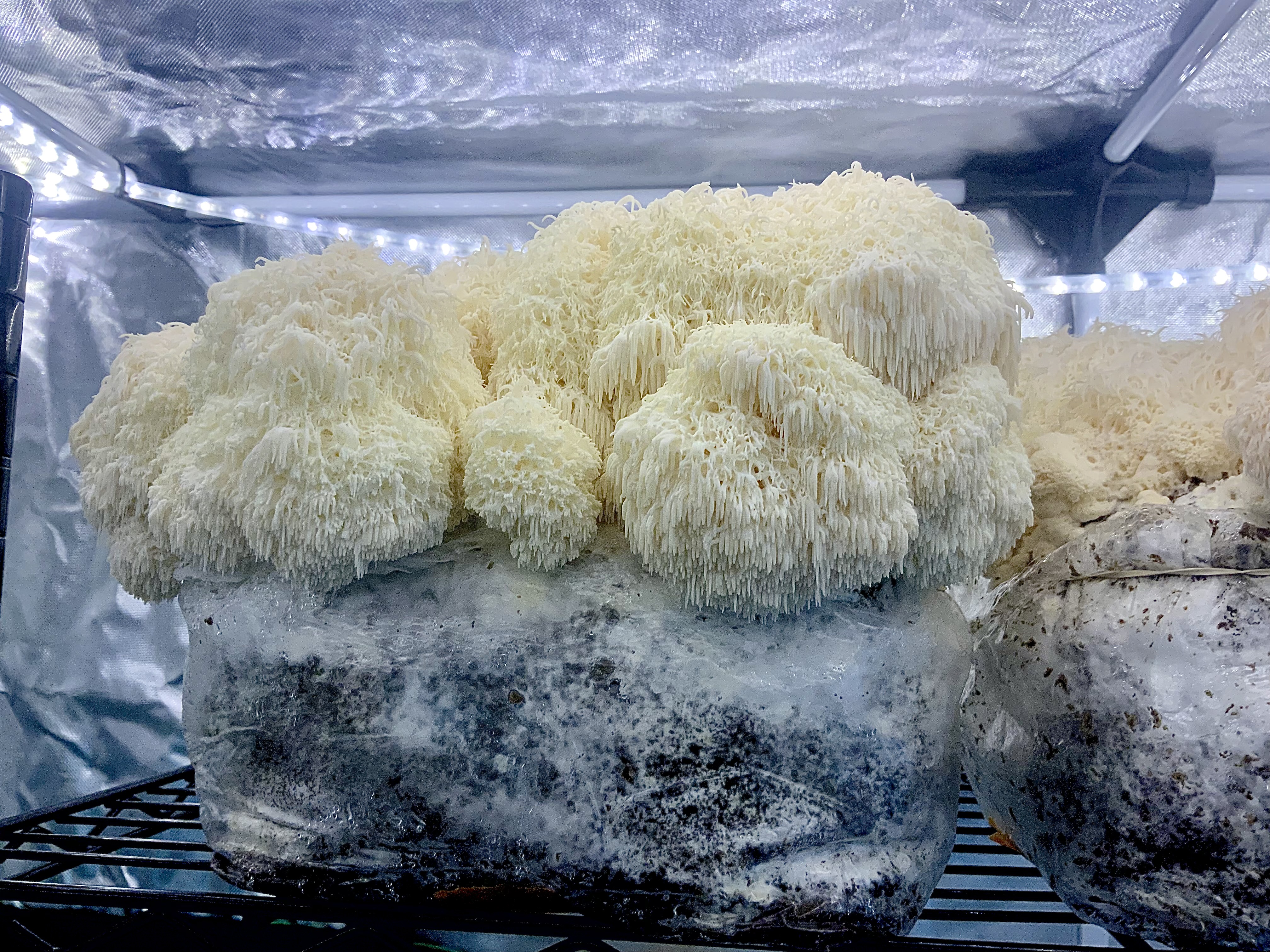 Organic Gourmet Lions Mane Mushroom 
