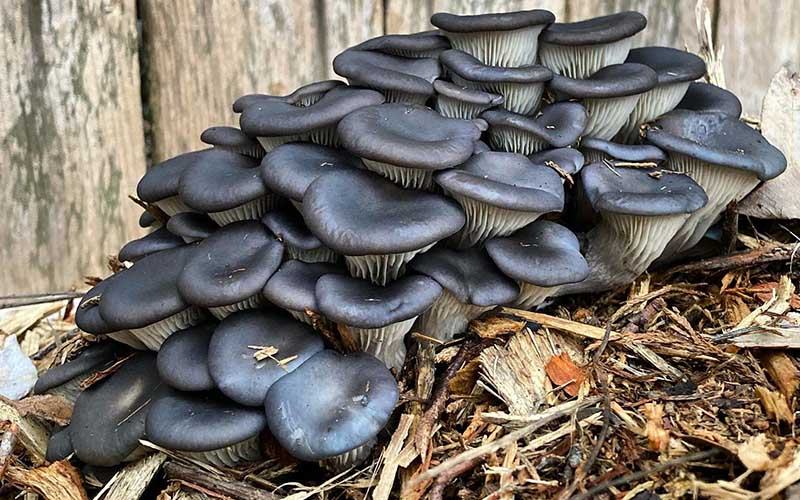 Organic Gourmet Deep Sea Blue Oyster Mushroom Collection