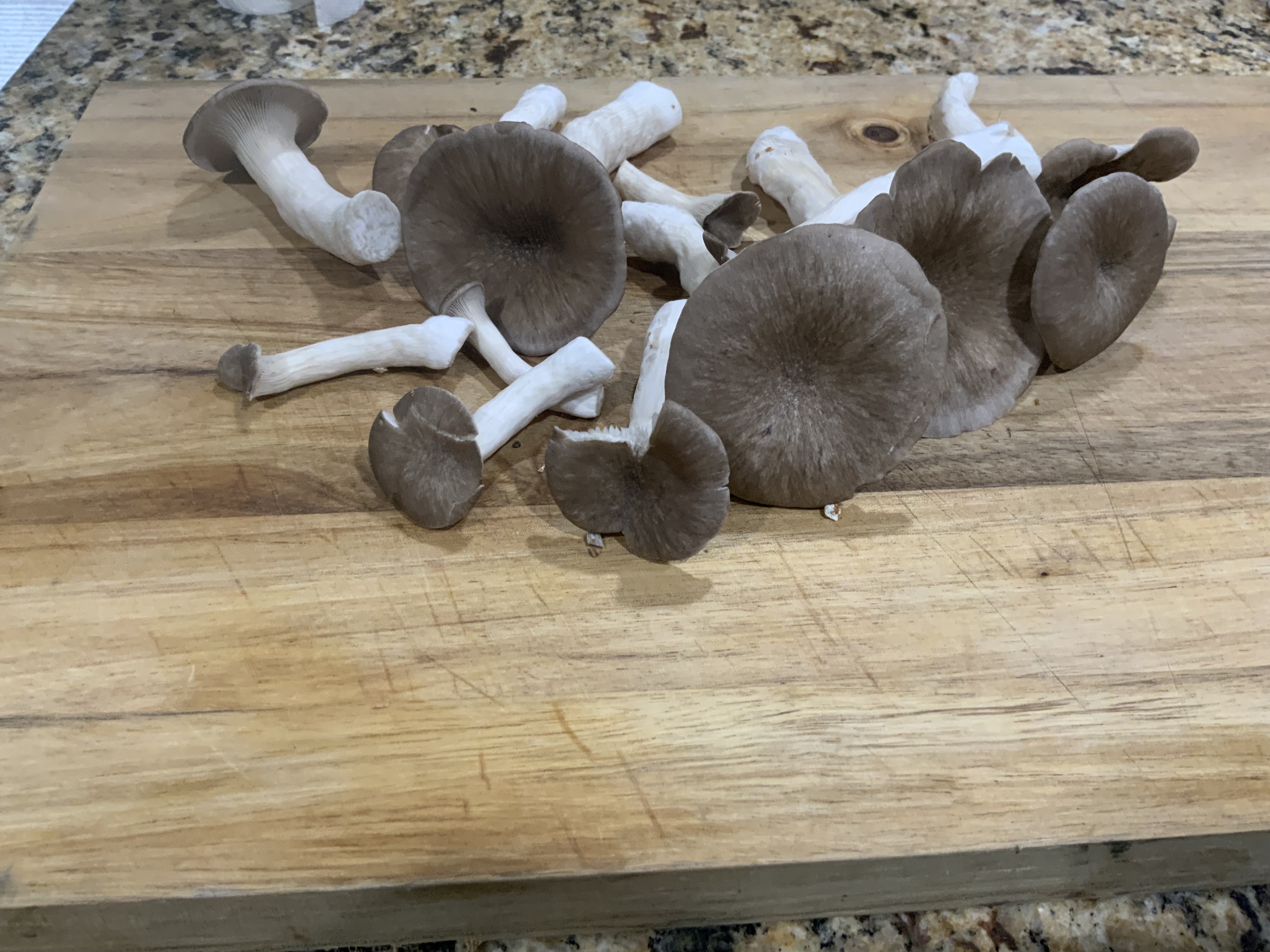 Organic Gourmet Black Pearl King Oyster Mushrooms (Pleurotus ostreatus)