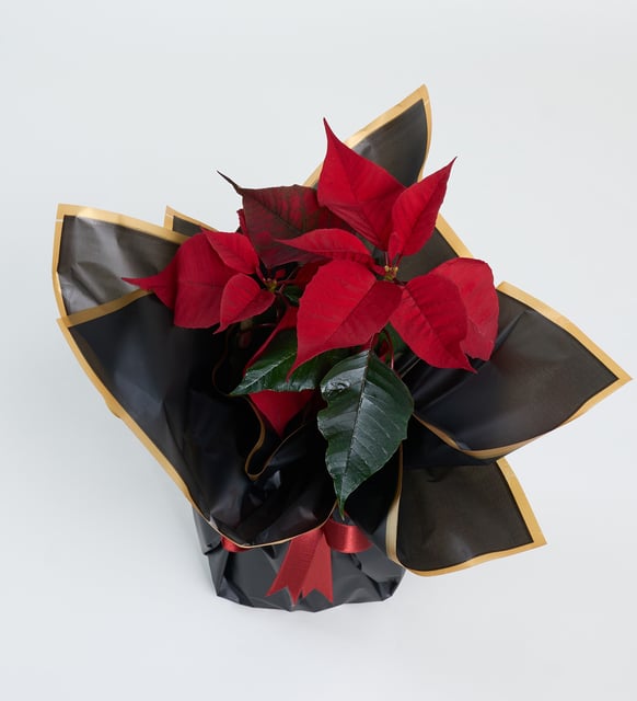 Siyah Buket Kağıtlı Beyaz Polimer Saksıda Ponsetya