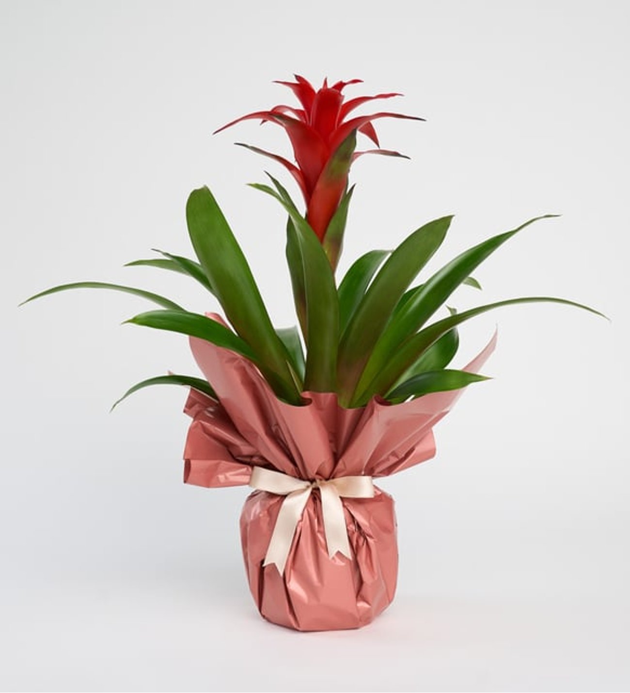 Buketli Polimer Saksıda Guzmania