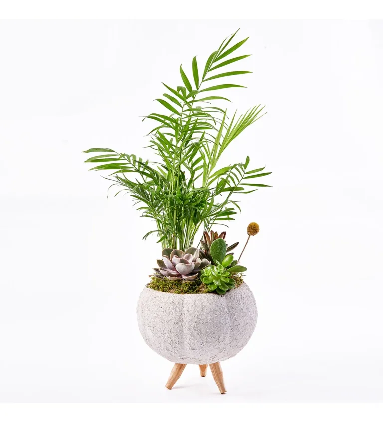 Dekoratif Saksıda Sukulent ve Salon Palmiyesi