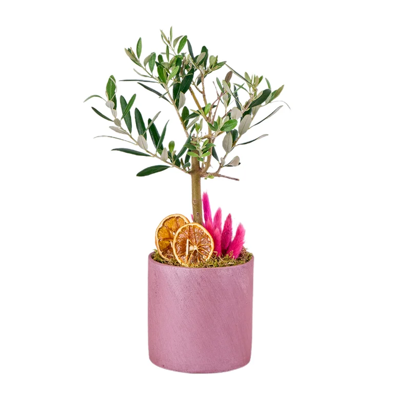 Zeytin ağacı saksı