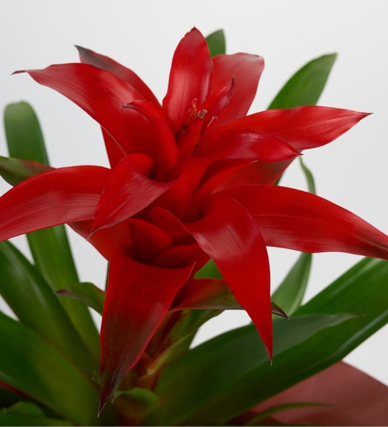Buketli Polimer Saksıda Guzmania