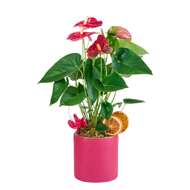 Anthurium Saksı Çiçeği