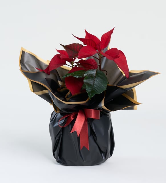 Siyah Buket Kağıtlı Beyaz Polimer Saksıda Ponsetya