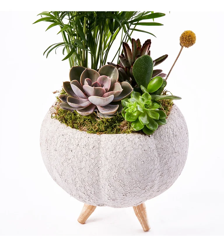 Dekoratif Saksıda Sukulent ve Salon Palmiyesi