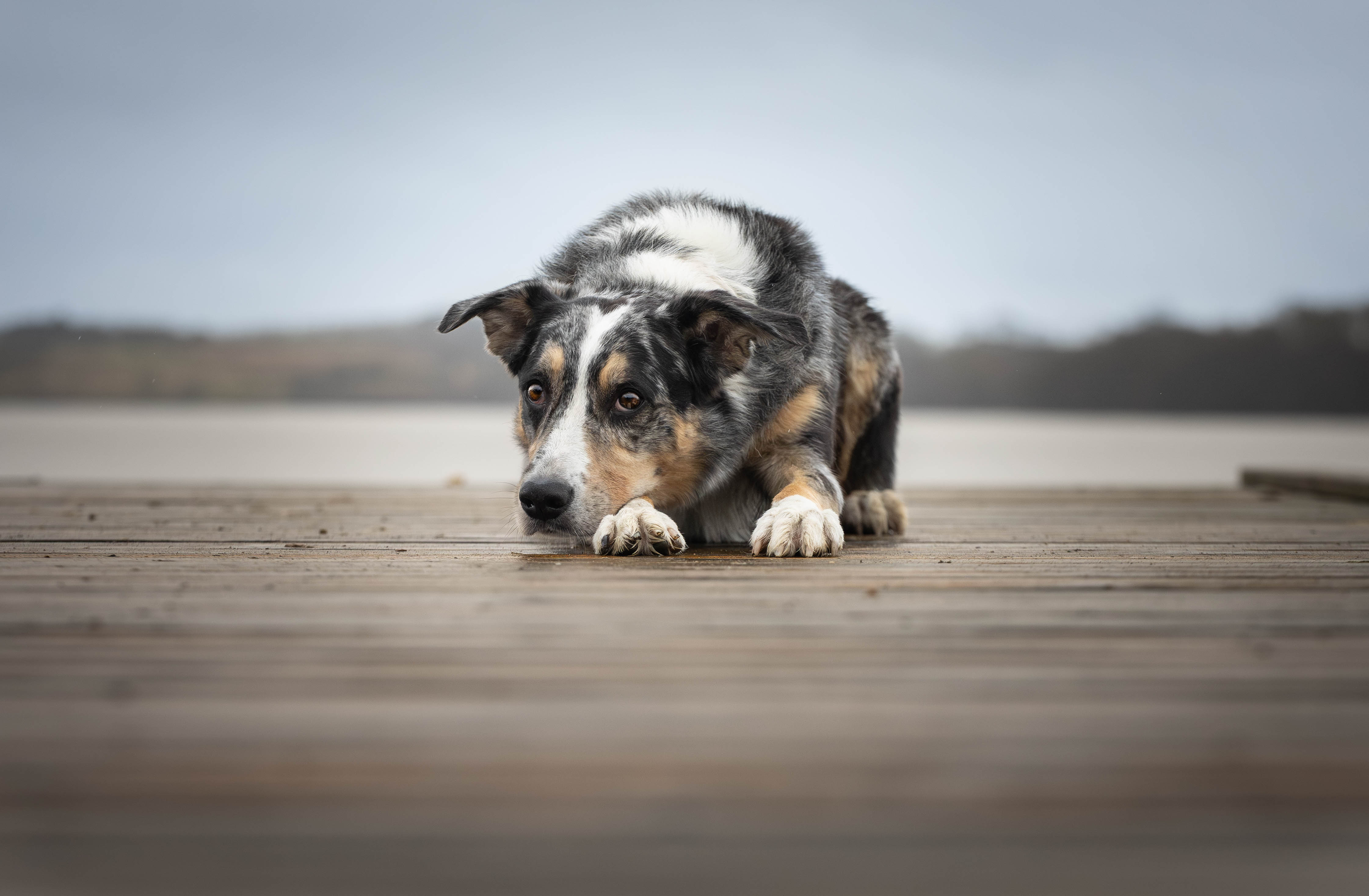 Forårs Mini Session 🐾