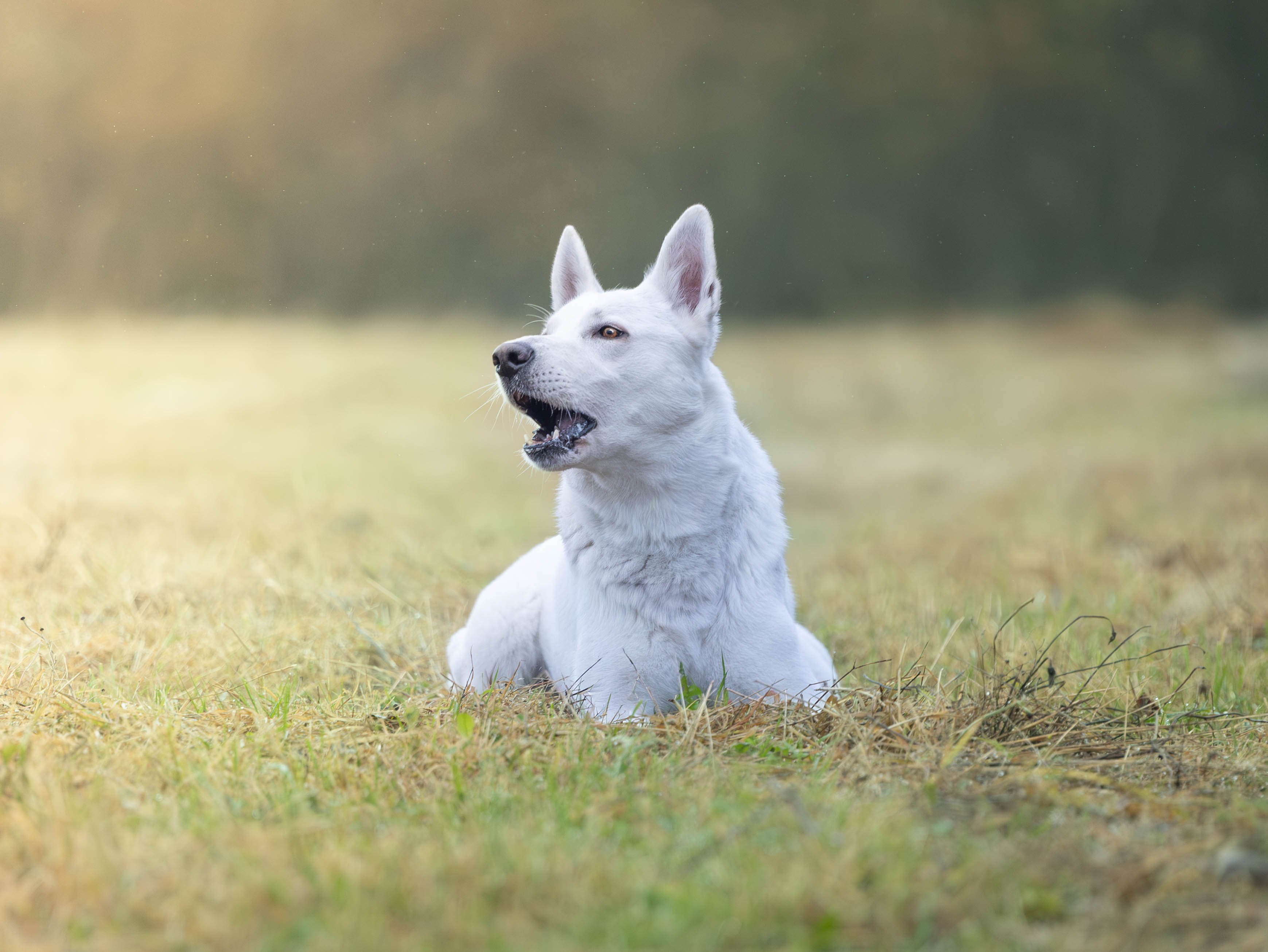 Fotoprint Små formater