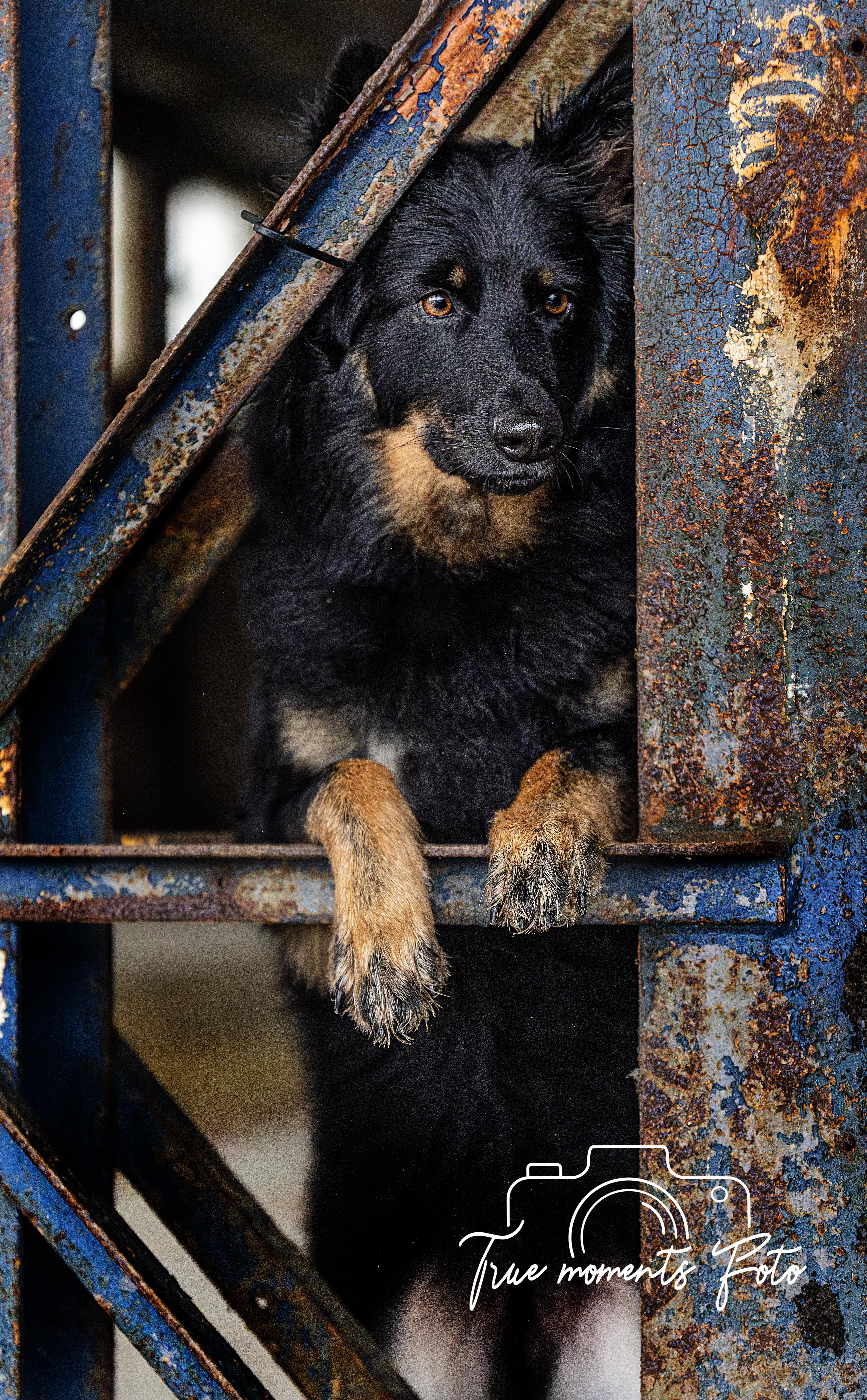 Hundefotografering on location