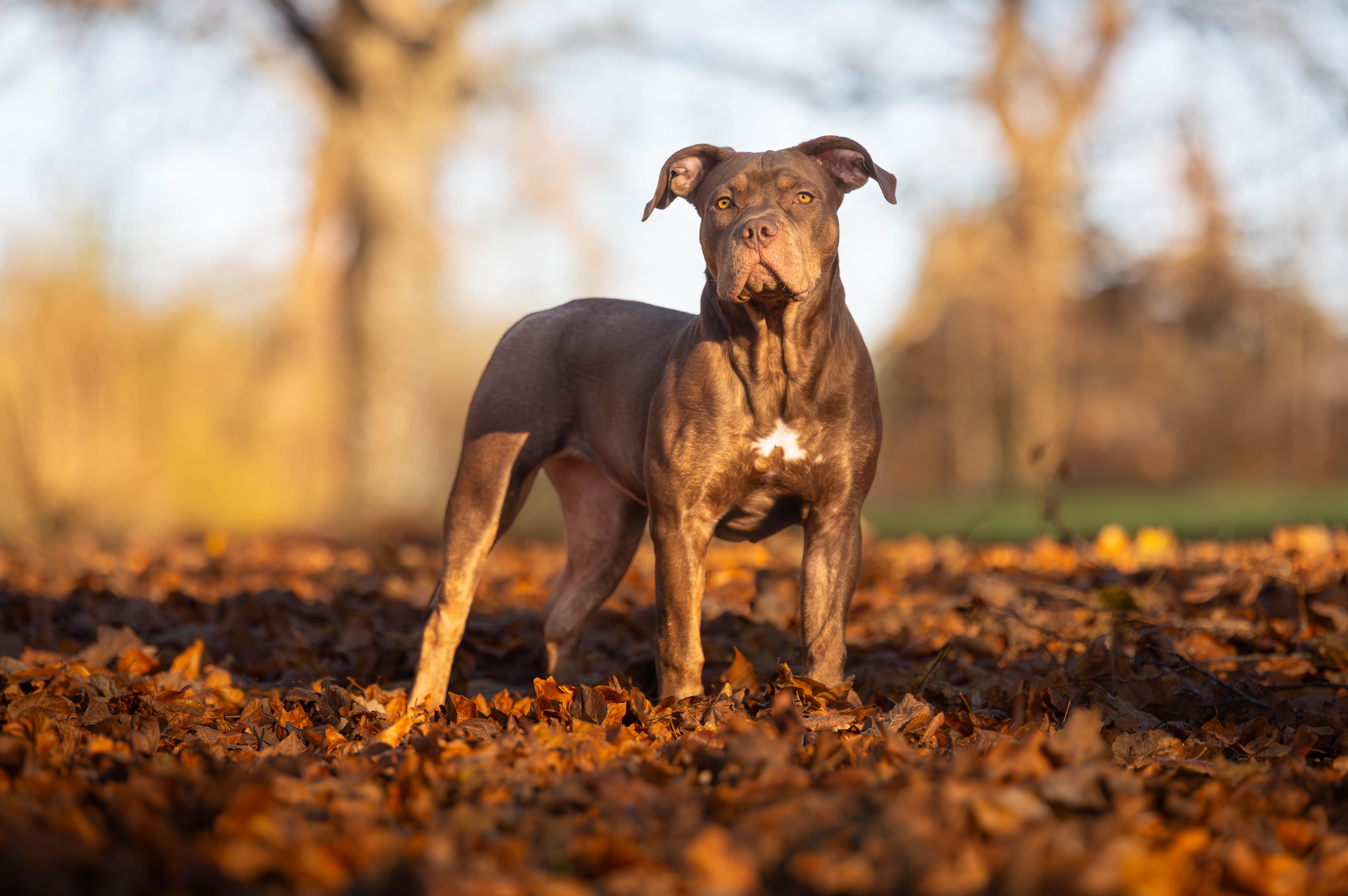 Forårs Mini Session 🐾