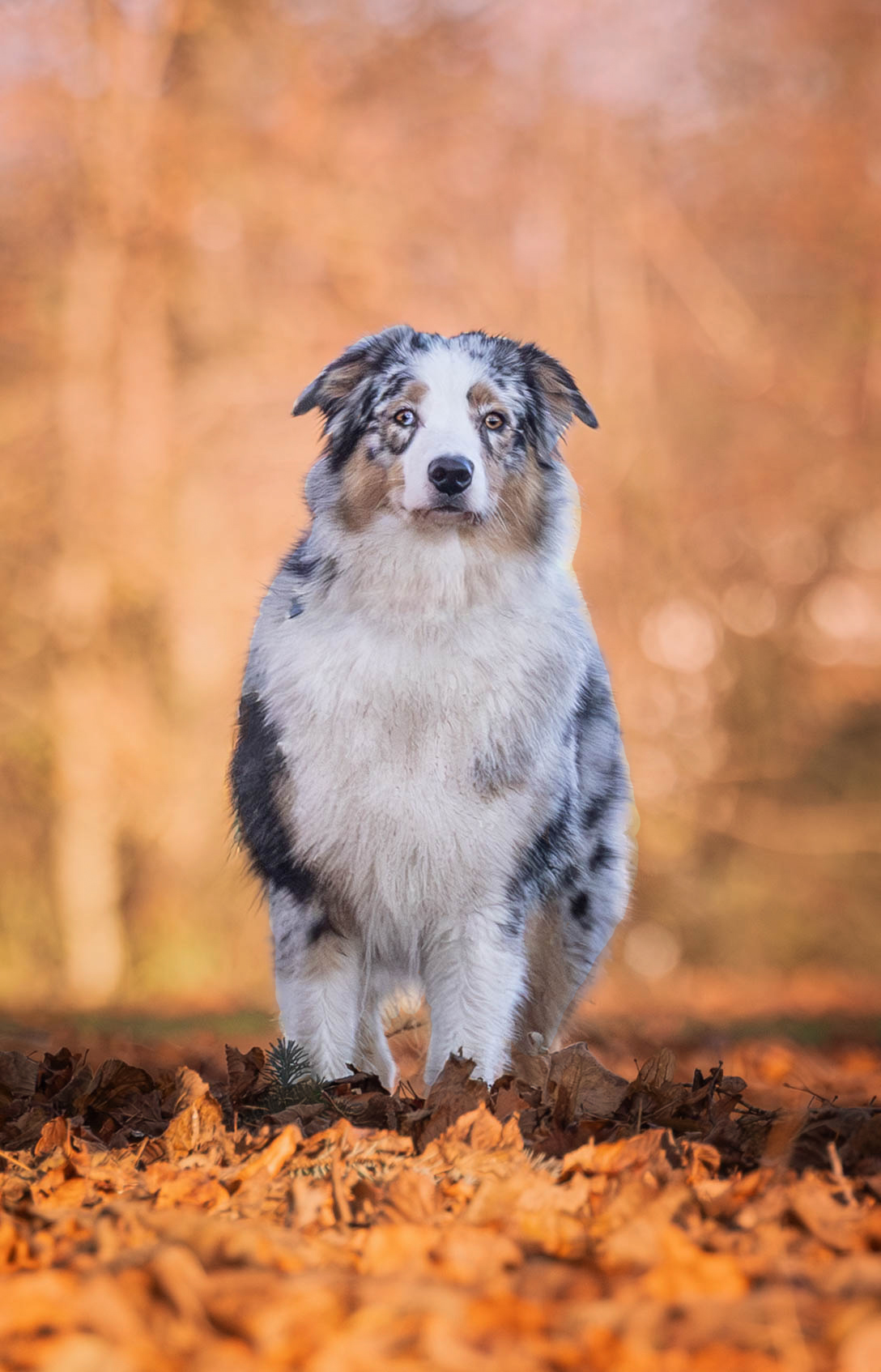 Forårs Mini Session 🐾