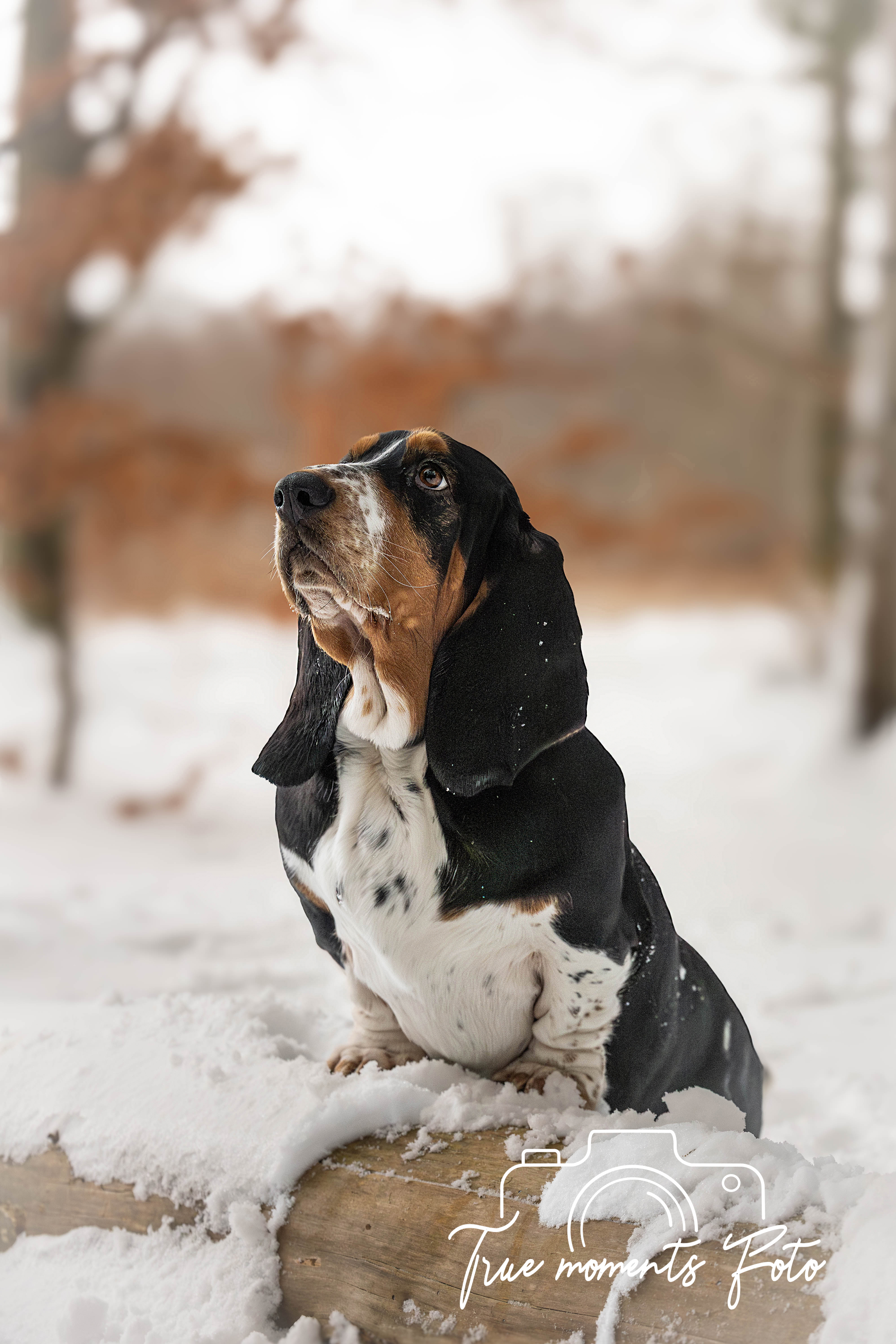 Gavekort Fotografering